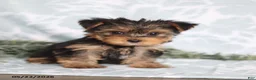 Yorkshire Terrier dogs for sale: Mitzi - Ad 2