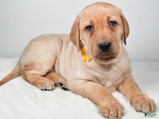 Labrador Retriever dogs Natasha - Ad 13