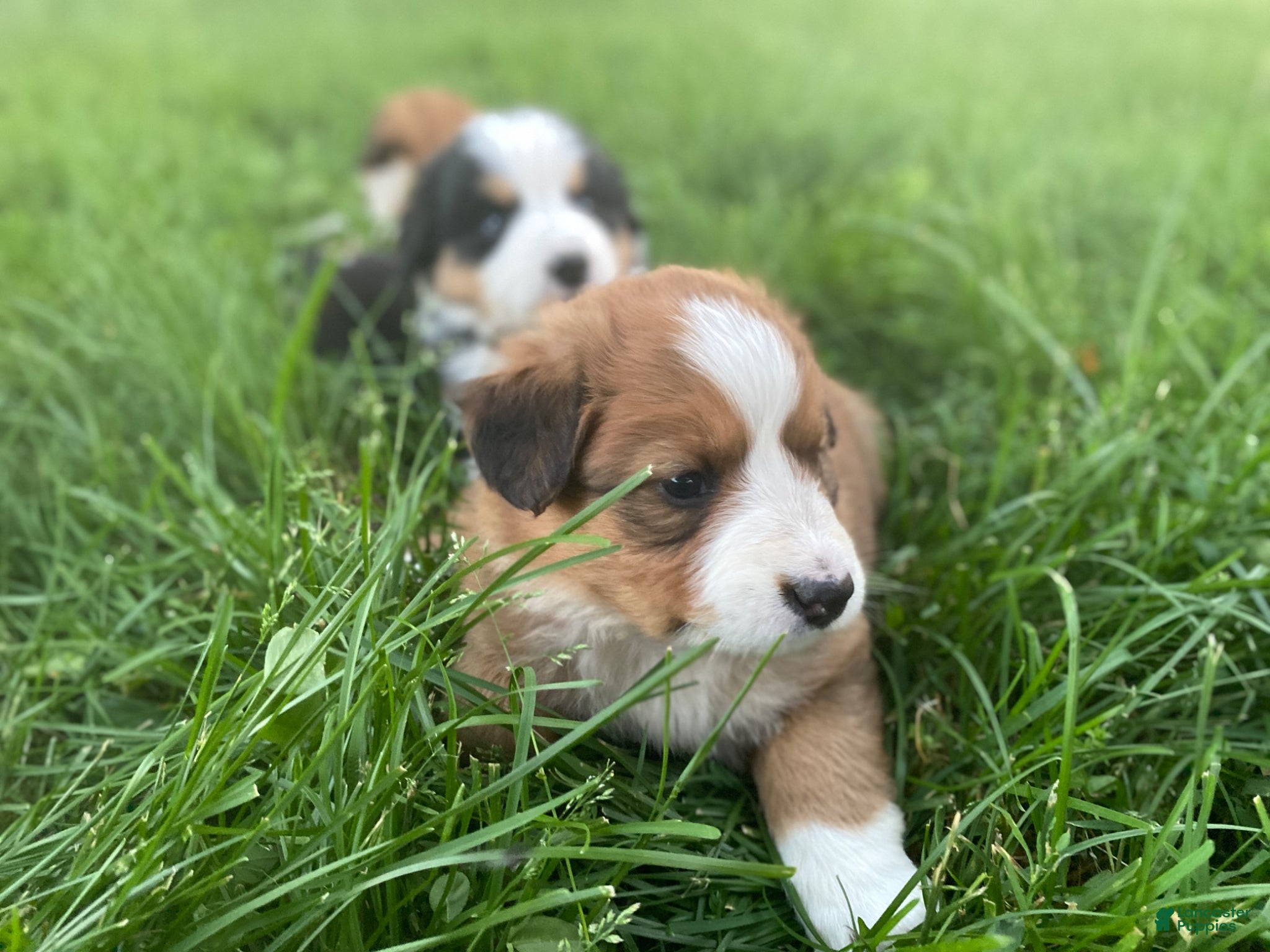 Mixed Breed dogs for sale: ♥️BABY BEAR♥️ - Ad 23