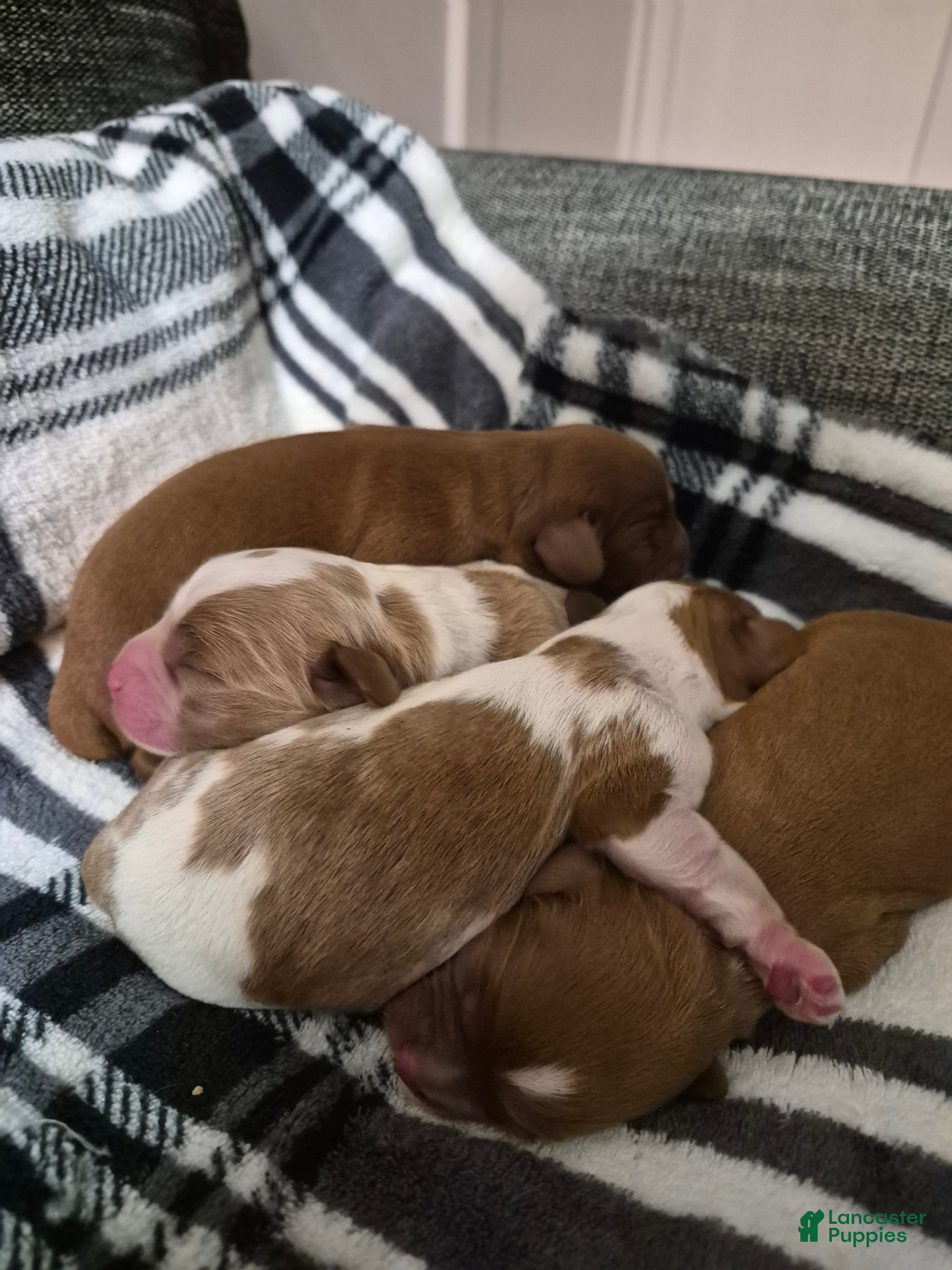 Cavalier King Charles Spaniel dogs Cavalier King Charles Spaniel 3 - Ad 1