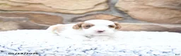 Cavapoo dogs for sale: Fancy - Ad 10