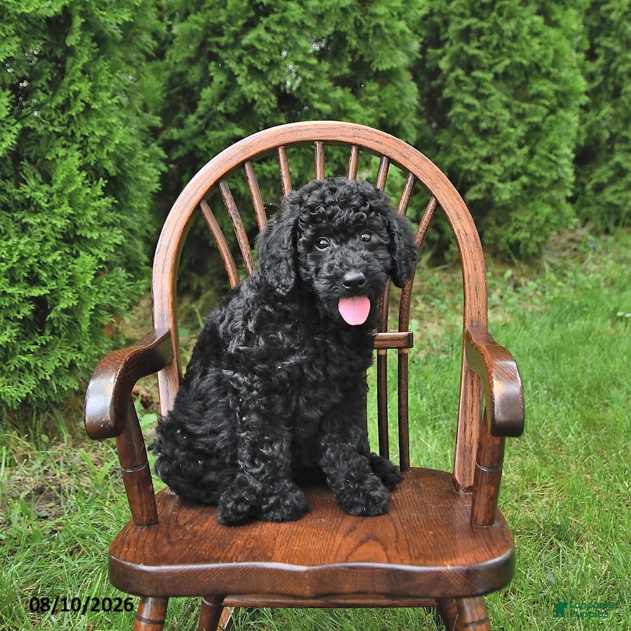 Mini Goldendoodle dogs King - Ad 2