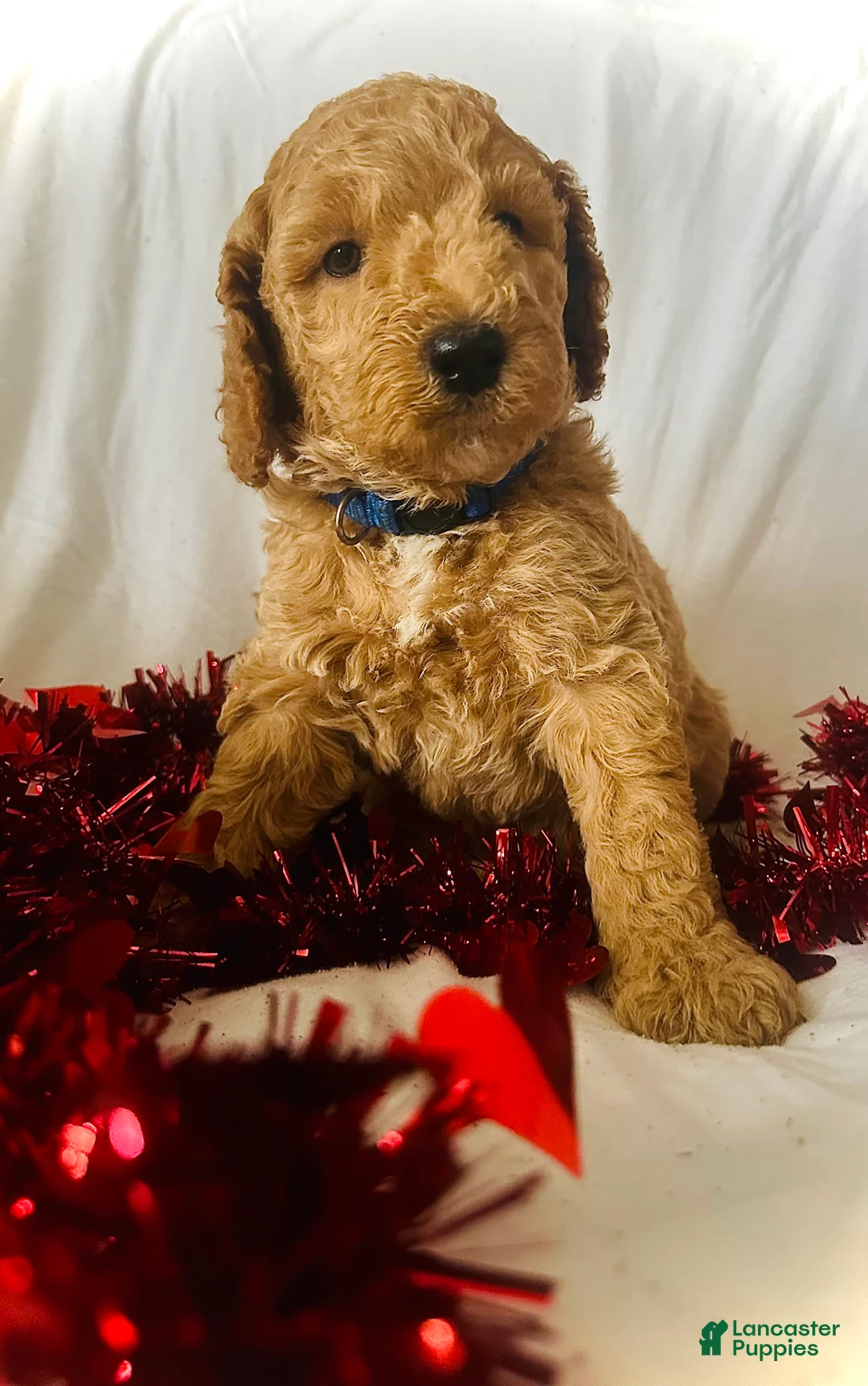 Irish Doodle dogs for sale: Spark- in home raised - Ad 1