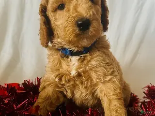 Irish Doodle dogs Spark- in home raised - Ad 17