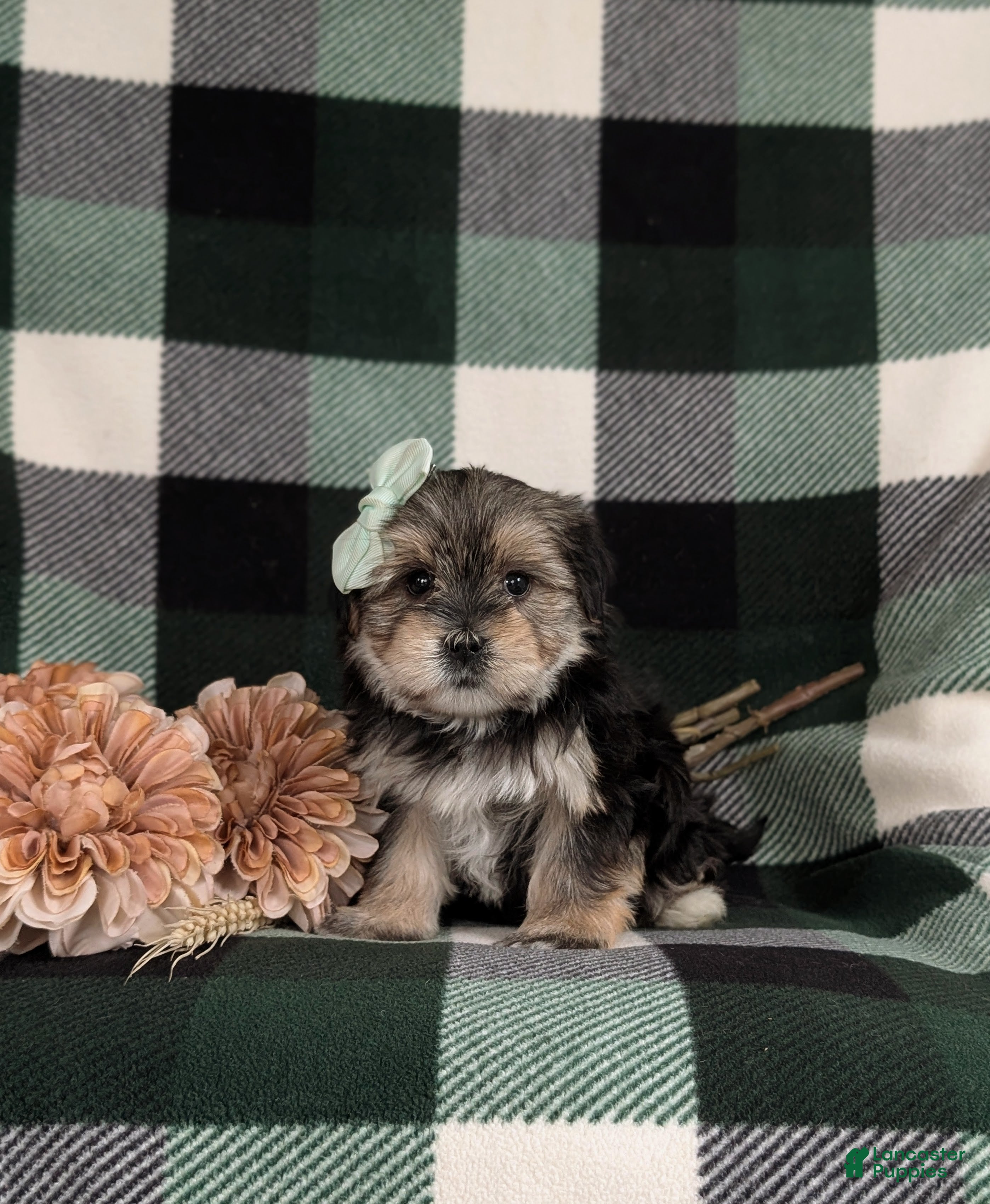 Morkie dogs Bethann 7 lbs Full Grown - Ad 2