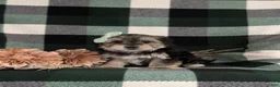 Morkie dogs for sale: Bethann 7 lbs Full Grown - Ad 2