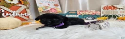 Yorkiepoo dogs for sale: Anna Joy - Ad 3