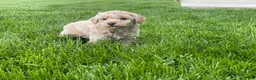 Miniature Poodle dogs for sale: Amos Miniature Poodle Puppy  - Ad 3
