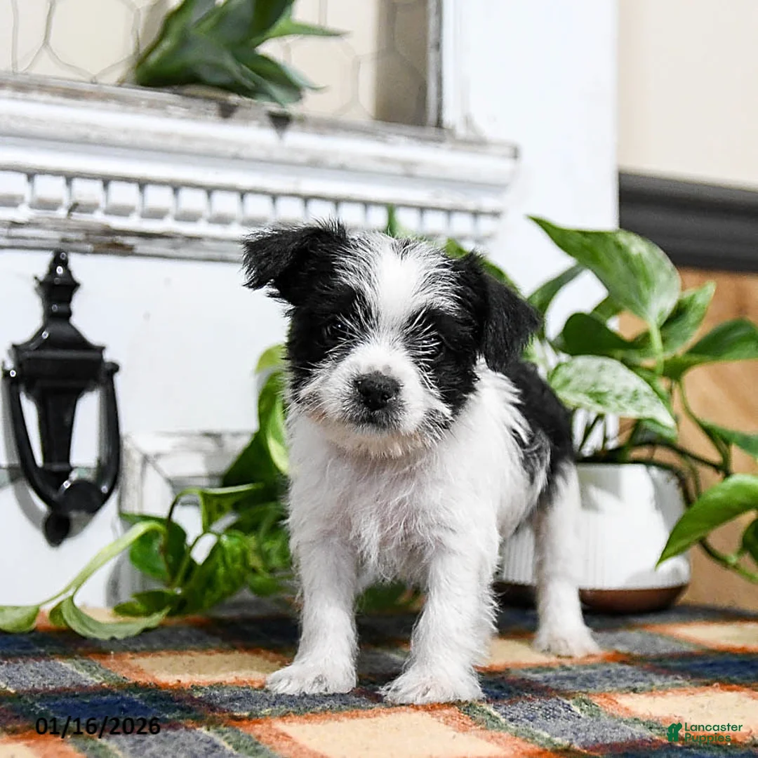 Mixed Breed dogs for sale: Holt - Ad 2