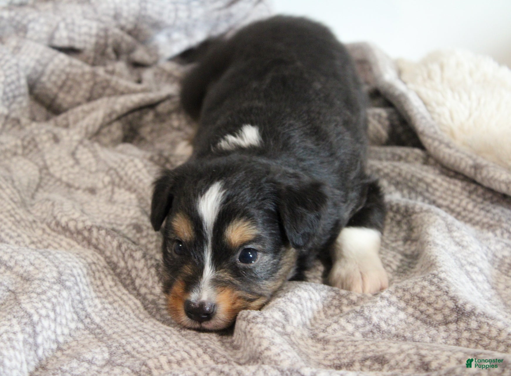 Miniature Australian Shepherd dogs Gunner - Ad 2