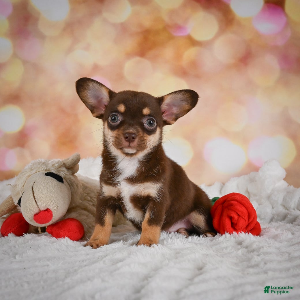 Chihuahua dogs Blaire - Ad 2