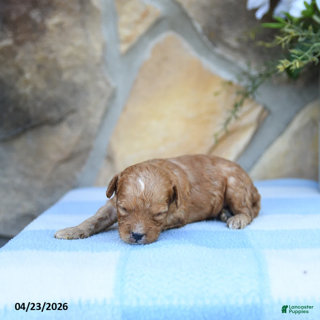 Cavapoo dogs for sale: Slate - Ad 5