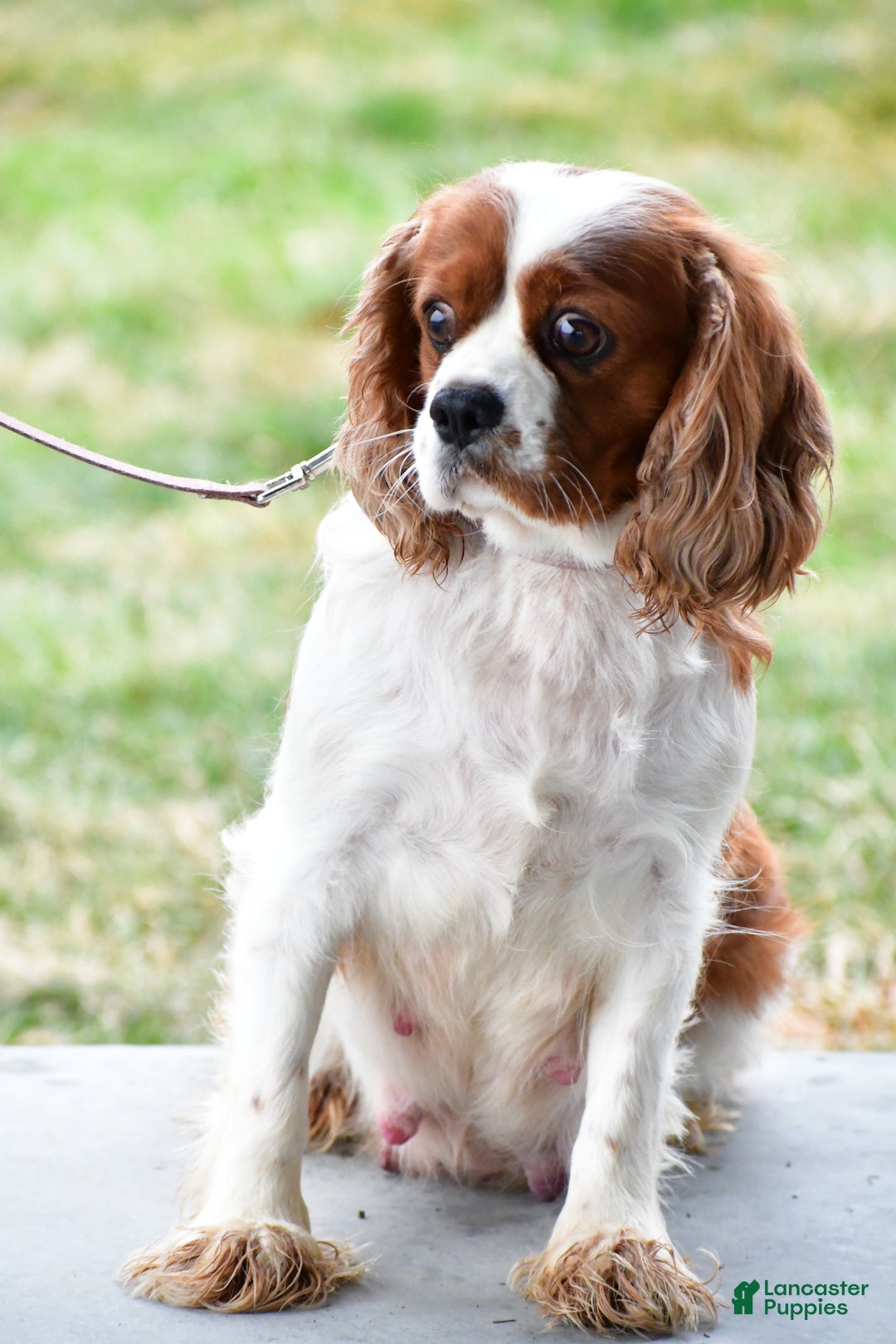 Cavapoo dogs for sale: Lonnie - Ad 7