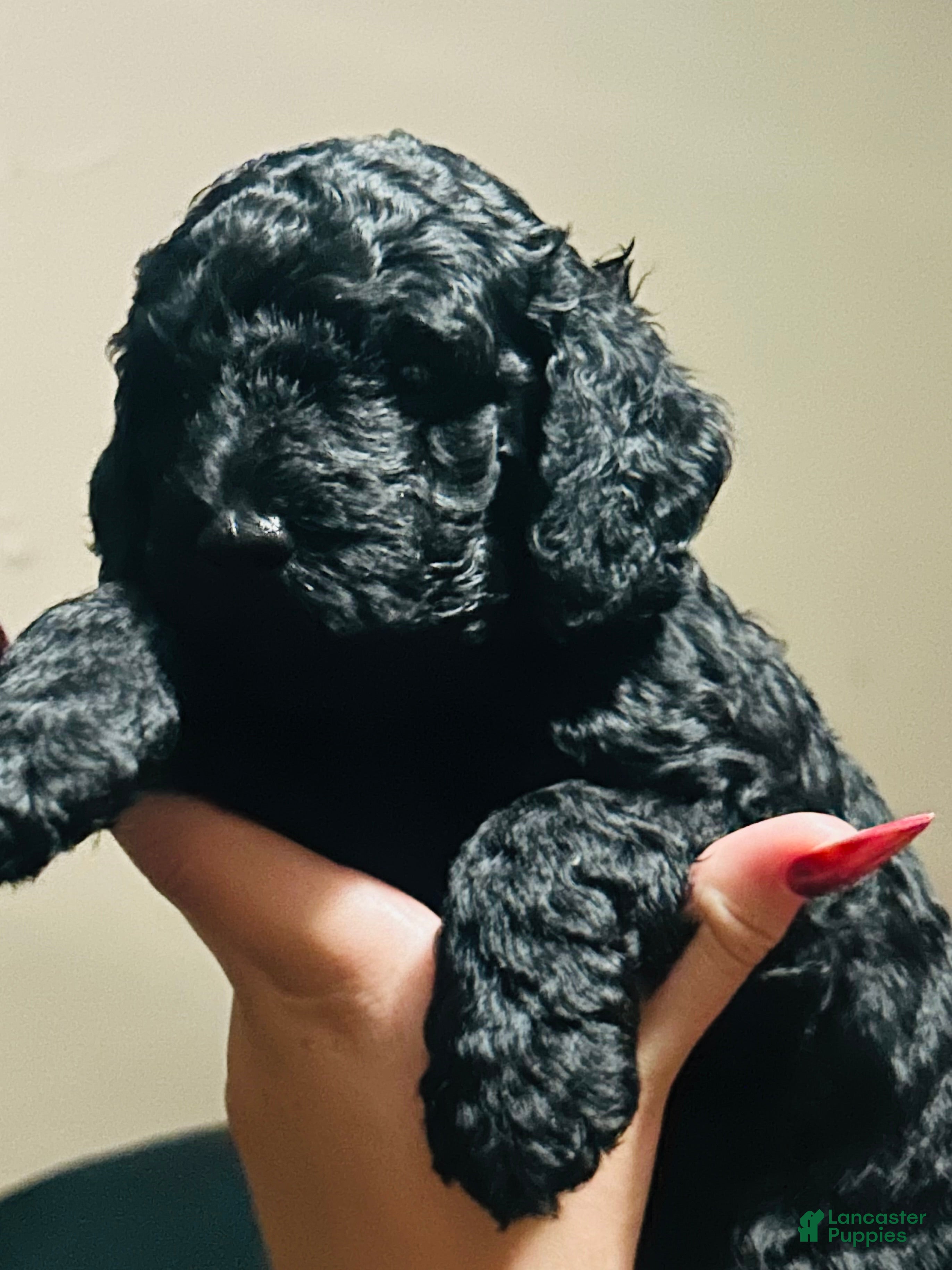 Miniature Poodle dogs Miniature Poodle 4 - Ad 32