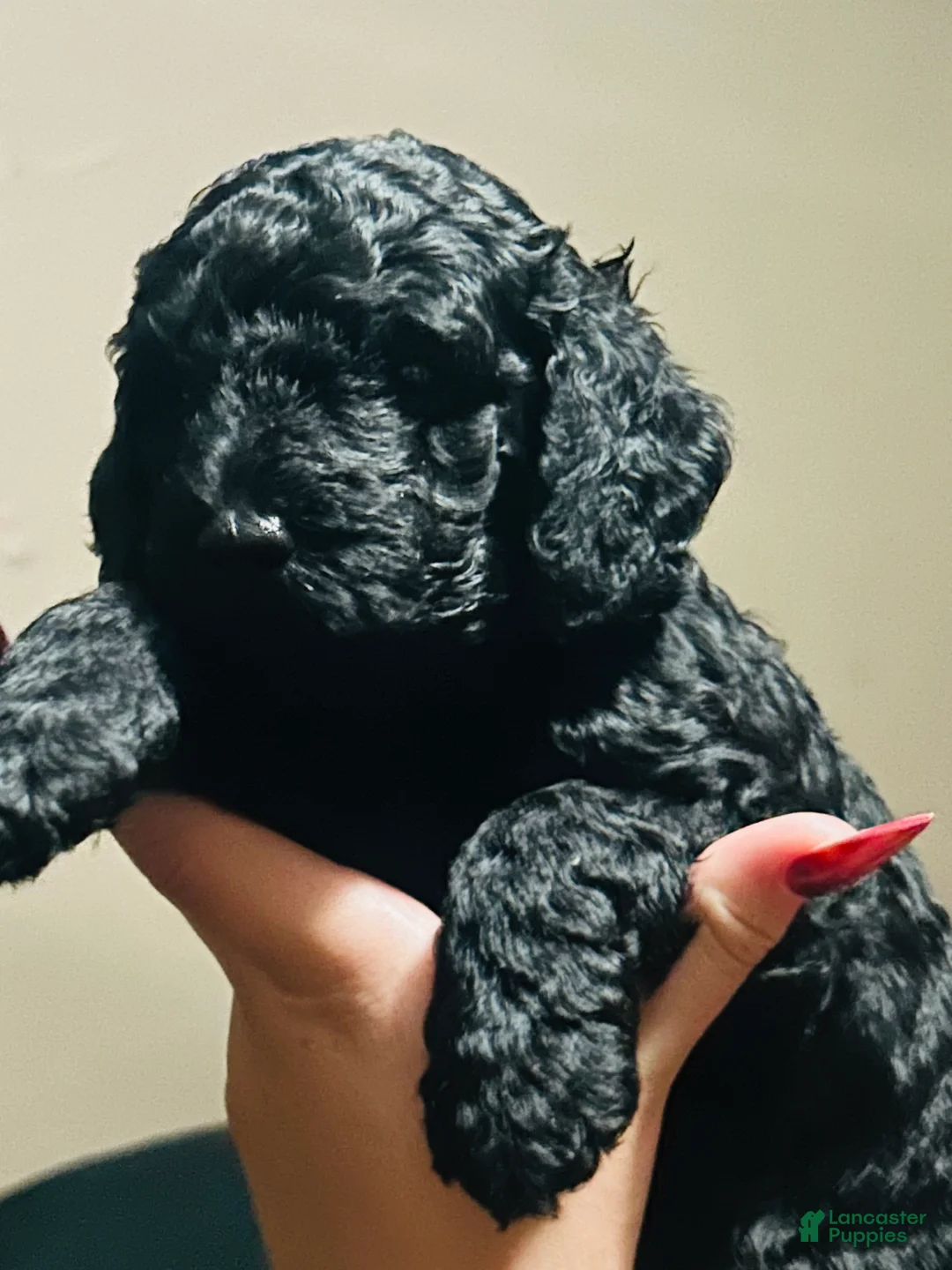 Miniature Poodle dogs for sale: Miniature Poodle 4 - Ad 1