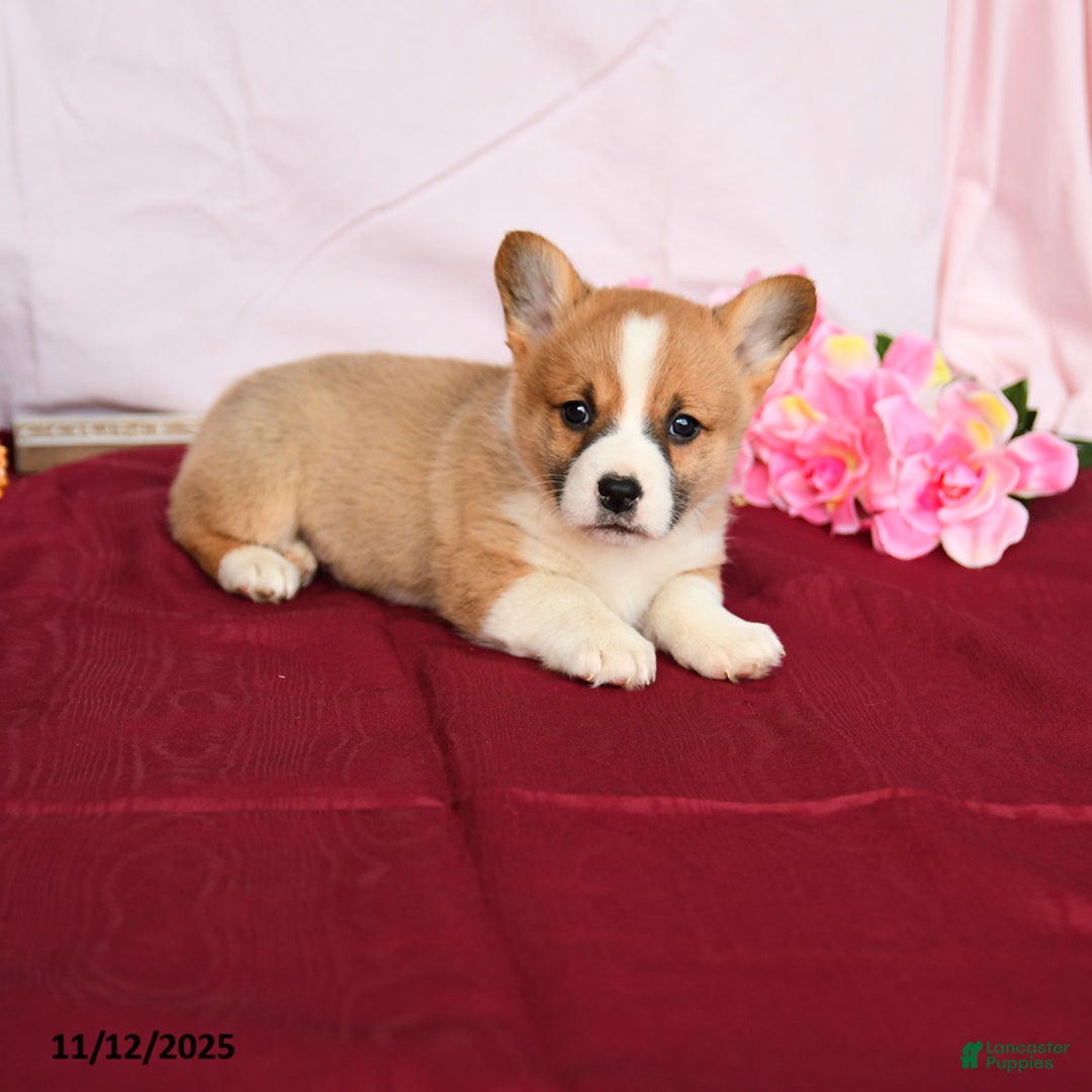 Welsh Corgi Pembroke dogs for sale: Oscar - Ad 4