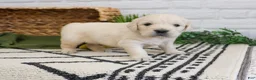 Golden Retriever dogs for sale: Texas - Ad 5