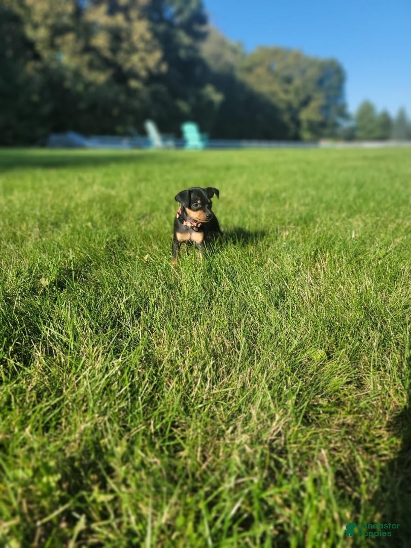 Miniature Pinscher dogs Miniature Pinscher 4 - Ad 2