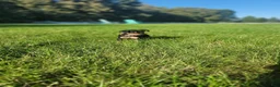 Miniature Pinscher dogs for sale: Miniature Pinscher 4 - Ad 2