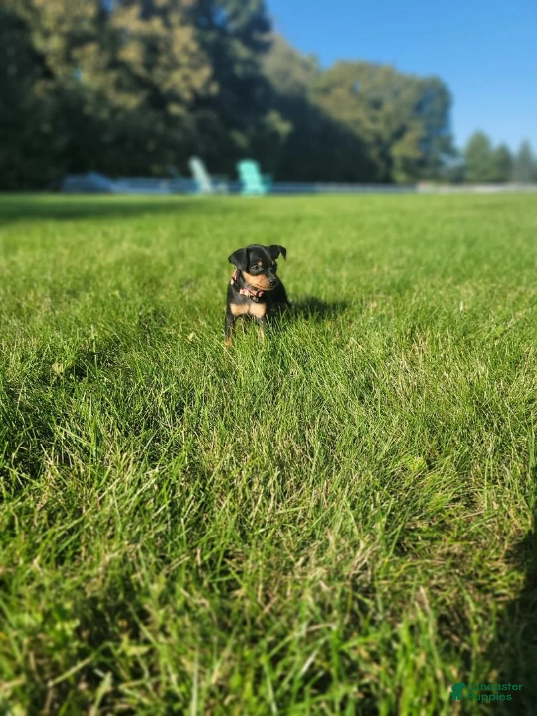 Miniature Pinscher dogs for sale: Miniature Pinscher 4 - Ad 2