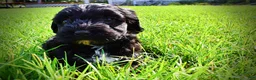 Havapoo dogs for sale: Harmony - Ad 21