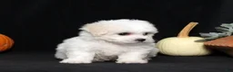 Bichon Frise dogs for sale: Layla - Ad 5