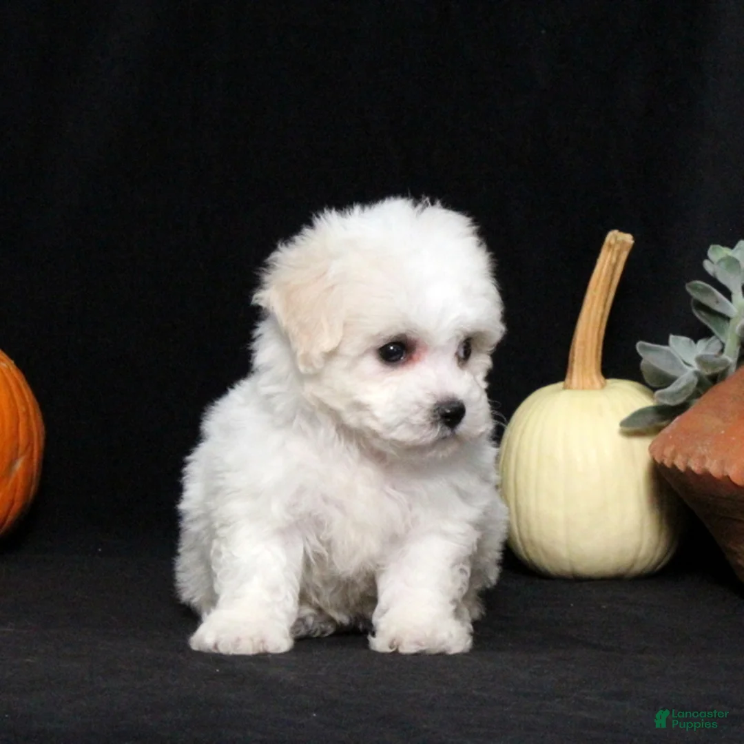 Bichon Frise dogs for sale: Layla - Ad 5
