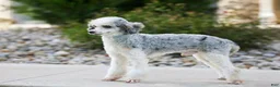 Toy Poodle dogs for sale: Brady - Ad 8
