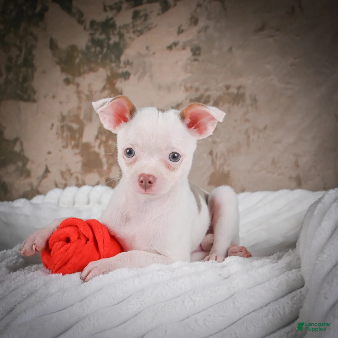Chihuahua dogs for sale: Marie - Ad 1