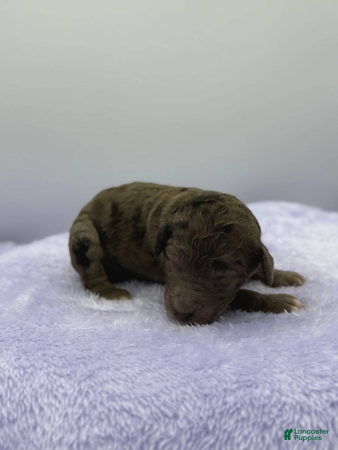 Sheepadoodle dogs for sale: Lemon Meringue - Ad 2