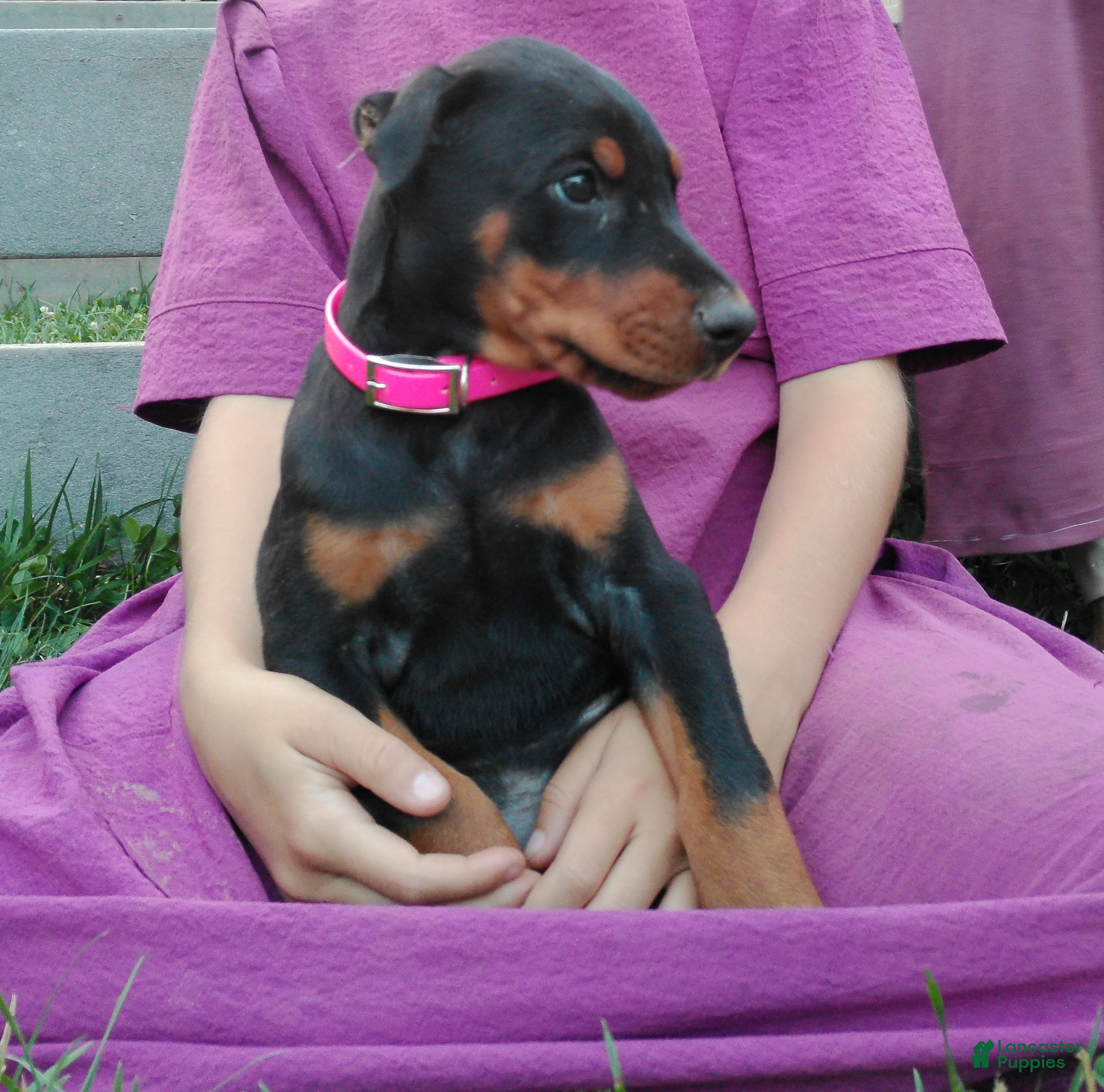Doberman Pinscher dogs Doberman Pinscher 2 - Ad 1