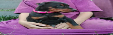 Doberman Pinscher 2