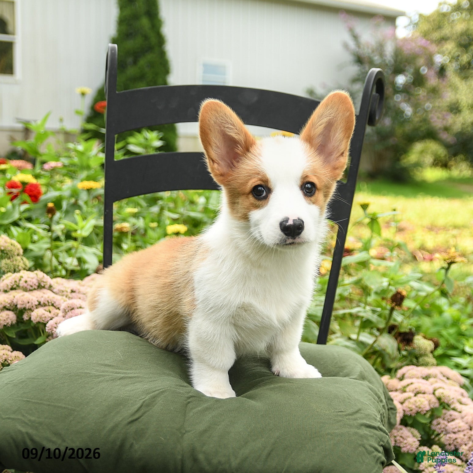 Welsh Corgi Pembroke dogs Kyle - Ad 1