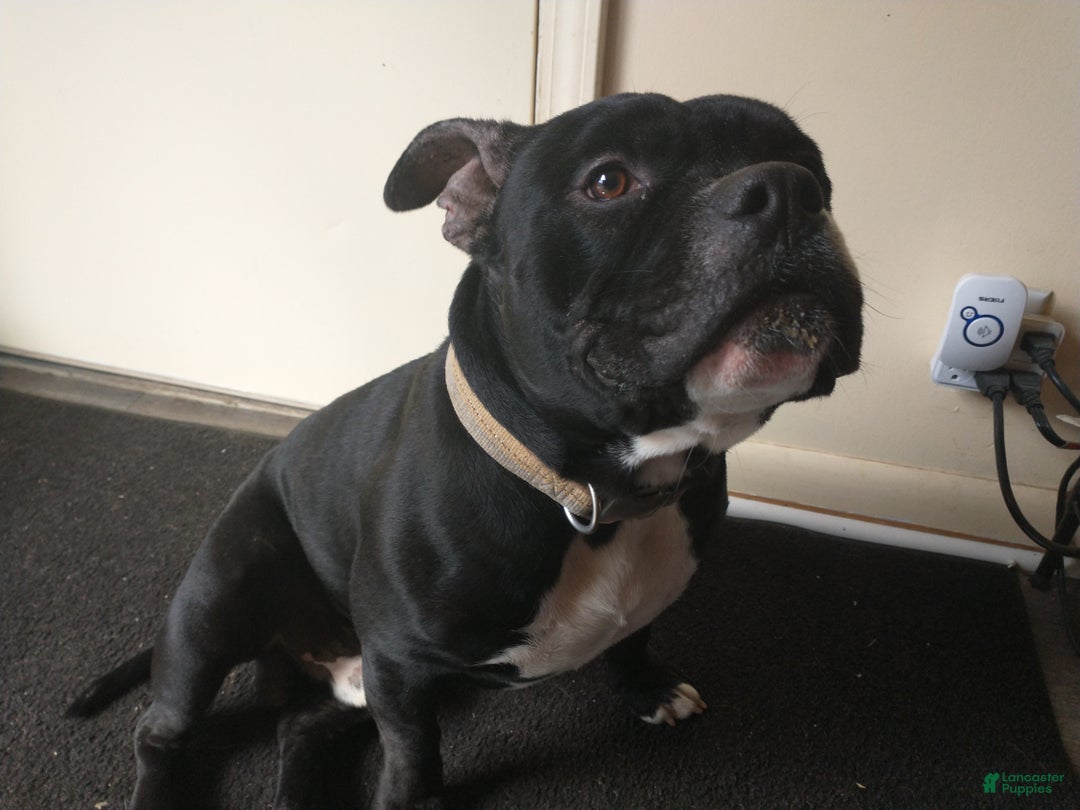 American Bully dogs for sale: American Bully Puppy 1 - Ad 4