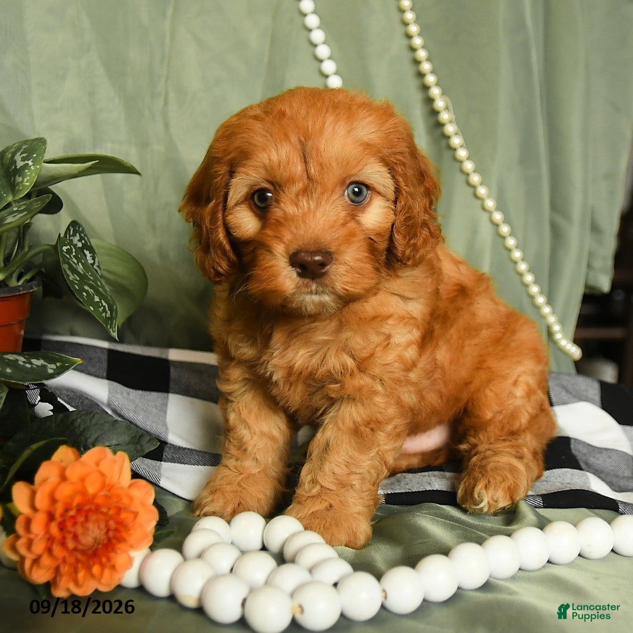 Cockapoo dogs Hunter - Ad 2