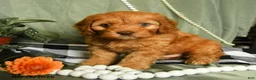Cockapoo dogs for sale: Hunter - Ad 2