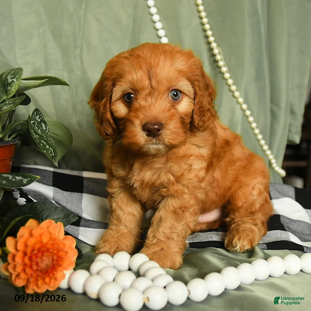 Cockapoo dogs for sale: Hunter - Ad 2