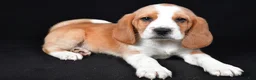 Beagle dogs for sale: Cody - Ad 5