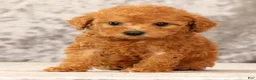 Havapoo dogs for sale: Denver - Ad 5