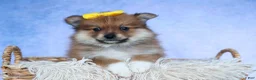Pomeranian dogs for sale: Farris  - Ad 3
