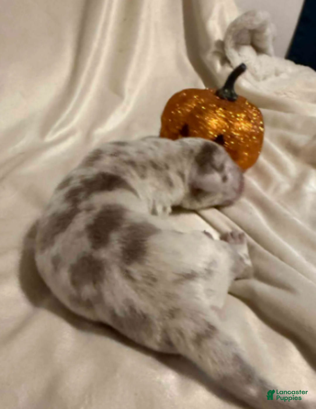 Great Dane dogs for sale: Simba - Ad 4