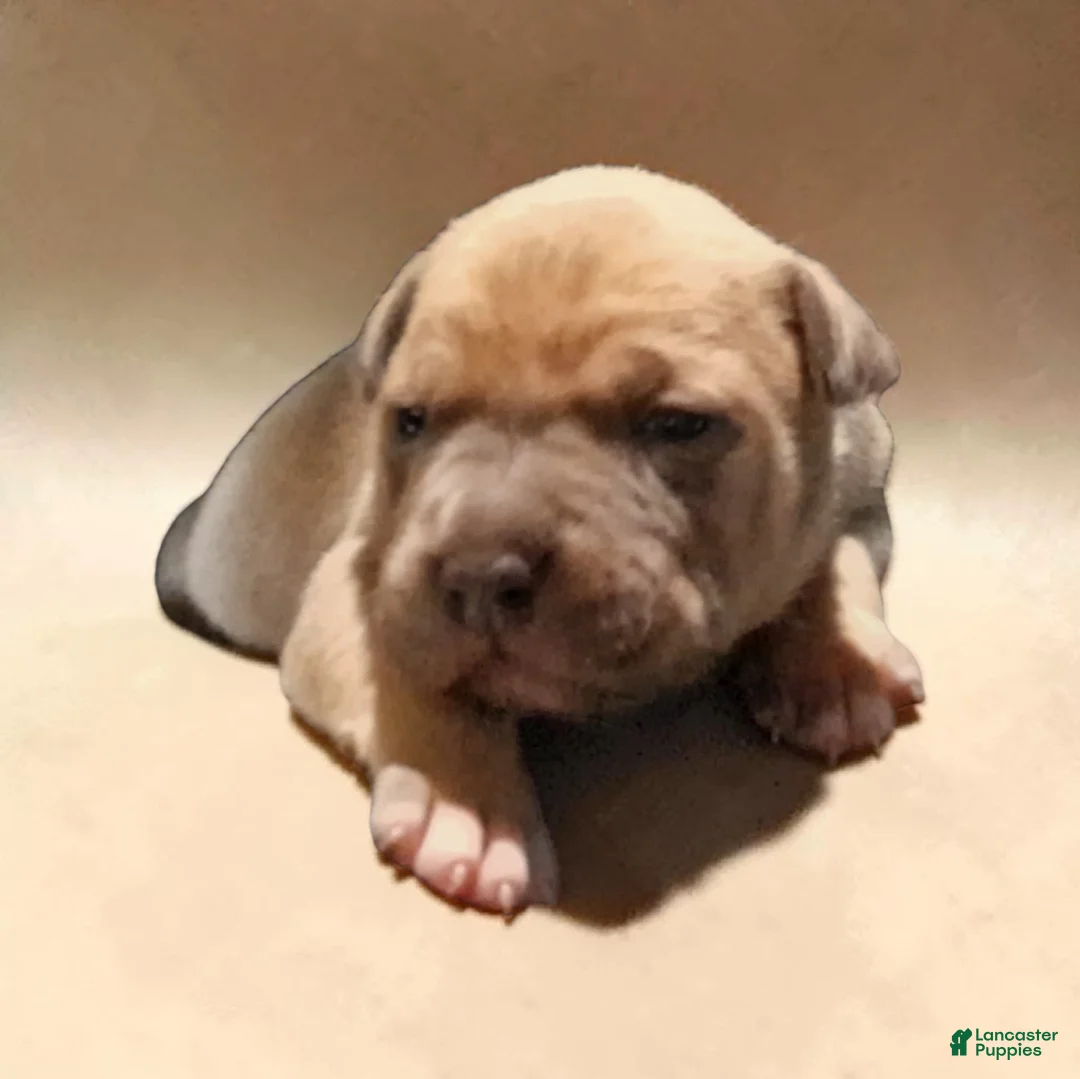 American Bully dogs for sale: American Bully Puppy 2 - Ad 1