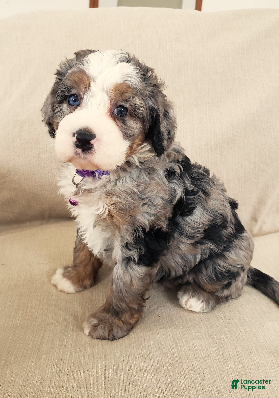 Mini Bernedoodle dogs for sale: Flora - Ad 7