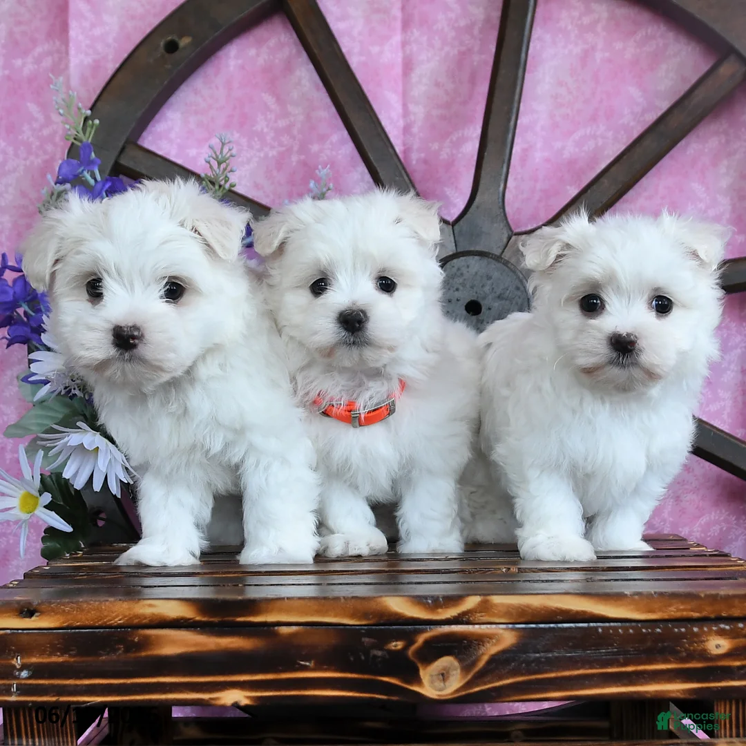 Maltese dogs for sale: Odette - Ad 5