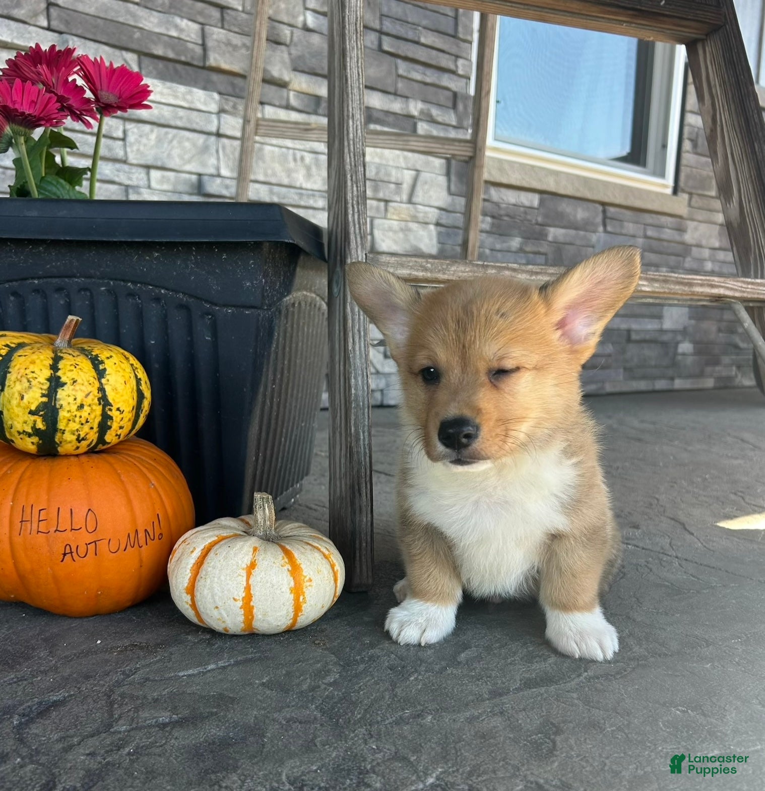 Welsh Corgi Pembroke dogs Mowgli Welsh Corgi Pembroke  - Ad 2