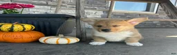 Welsh Corgi Pembroke dogs for sale: Mowgli Welsh Corgi Pembroke  - Ad 2