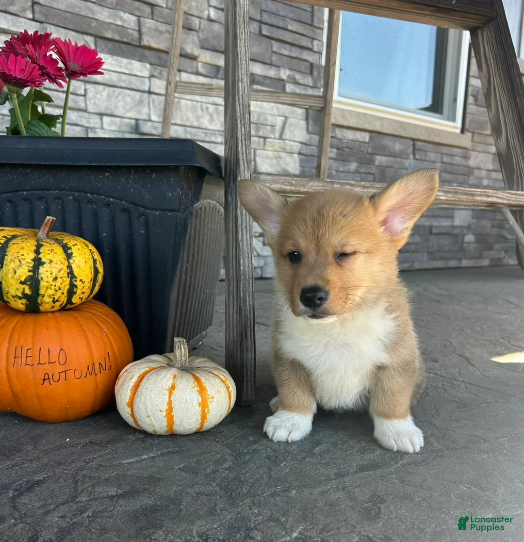 Welsh Corgi Pembroke dogs for sale: Mowgli Welsh Corgi Pembroke  - Ad 2