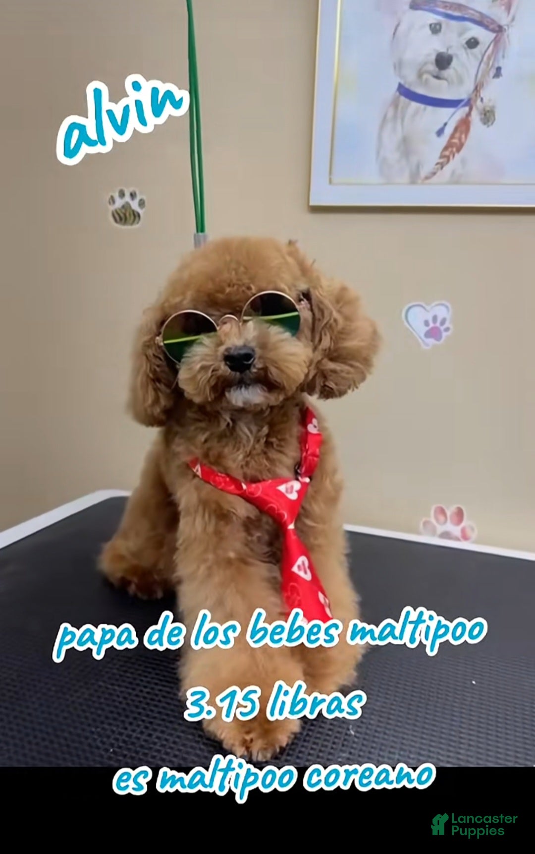 Maltipoo dogs for stud: alvin - Ad 1