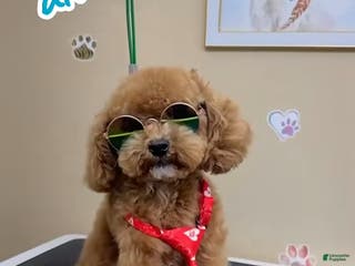 Maltipoo dogs alvin - Ad 1