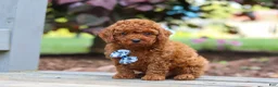 Cavapoo dogs for sale: Kai - Ad 2